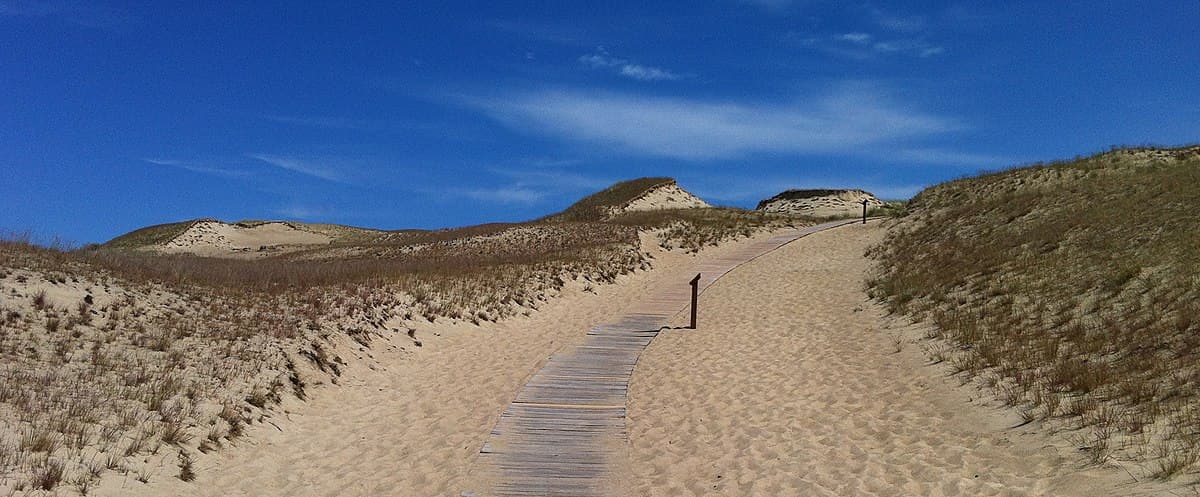 Skeletal tree trunks emerging from sand on the Dead Dunes Trail