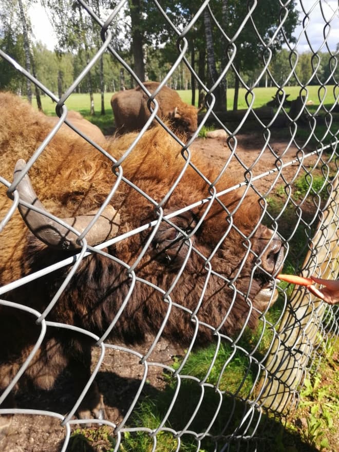 European bison grazing in the forest reserve near Pašiliai
