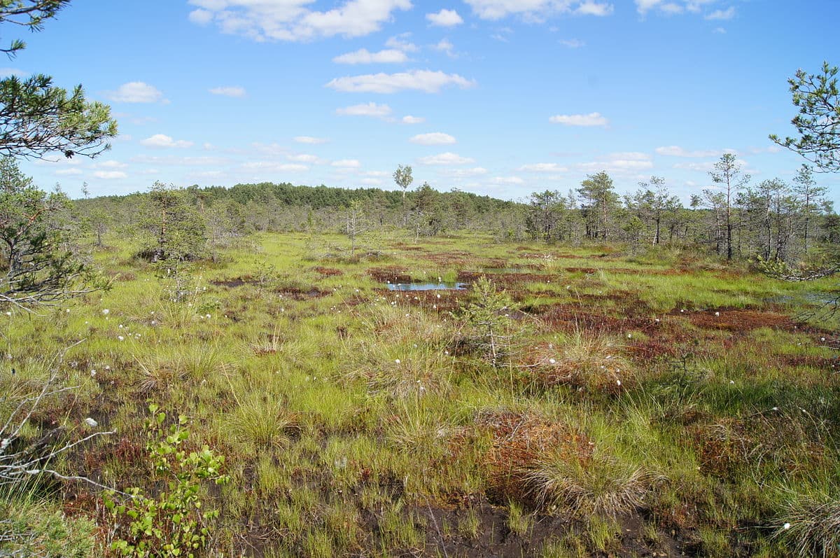 Vast expanse of raised bog with pools and stunted pines at Kamanos