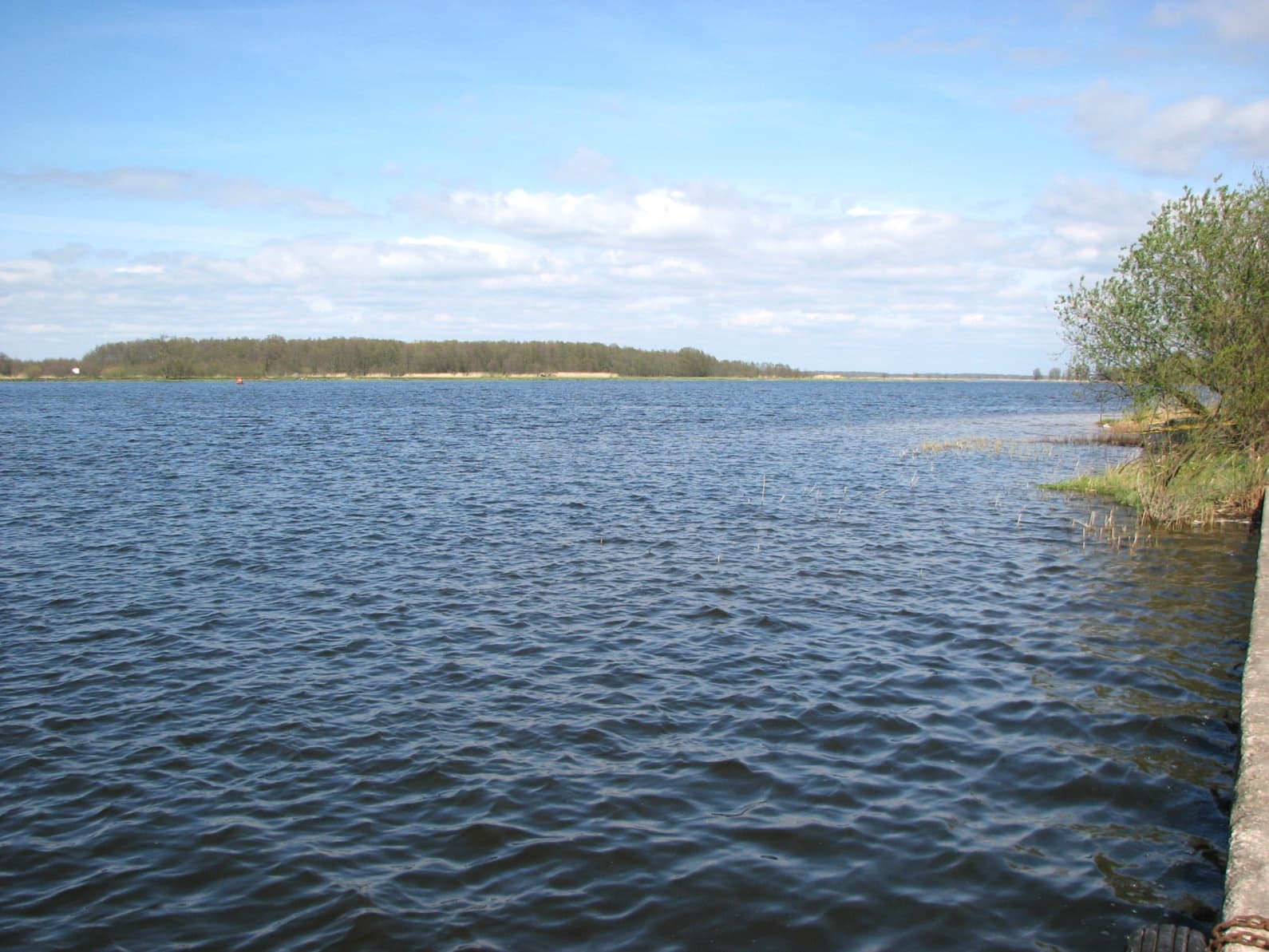 Flooded Nemunas Delta meadows with flocks of migrating geese
