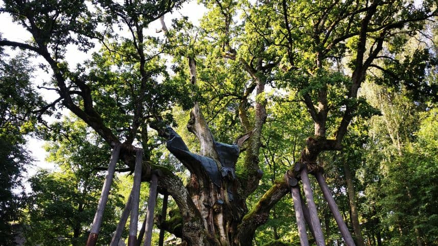 The massive Stelmužė Oak, Lithuania's oldest tree, in its village churchyard