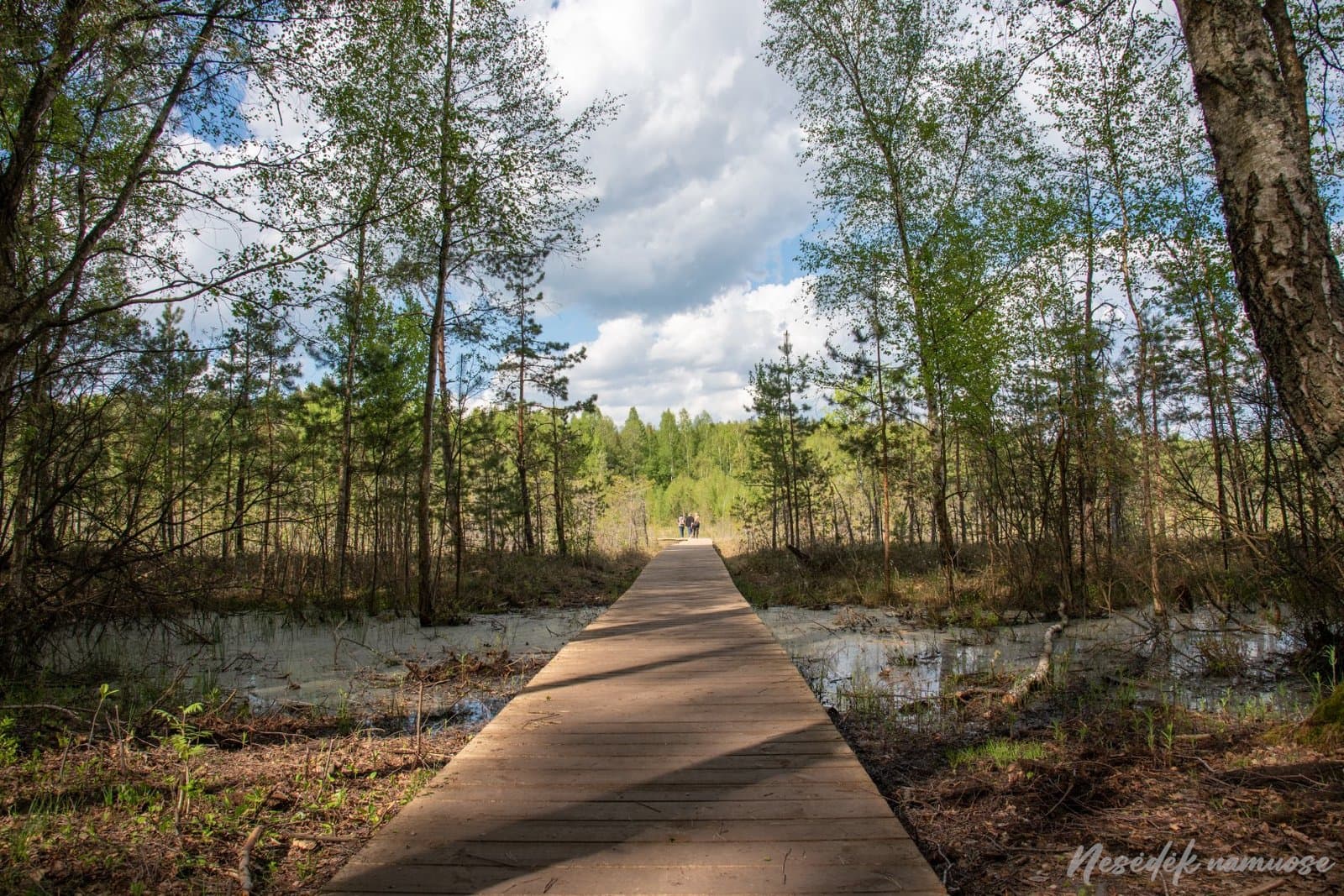 Wooden boardwalk through wetlands on the Varnikai Cognitive Trail