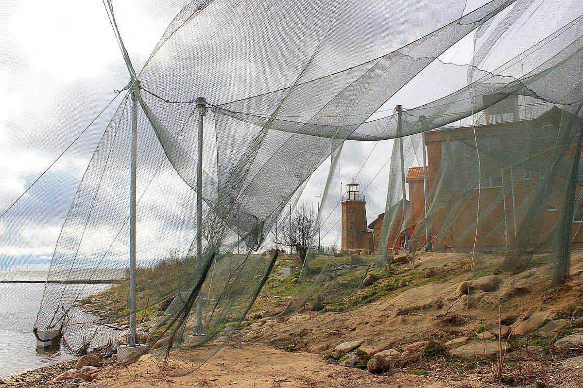 Massive Heligoland bird trap at Ventės Ragas ornithological station