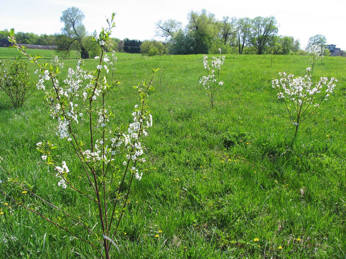 Cherry trees in full bloom in Žagarė Manor Park