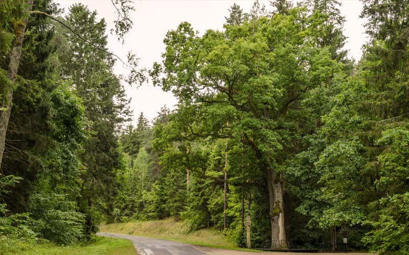 Massive ancient oak tree in a Samogitian sacred grove